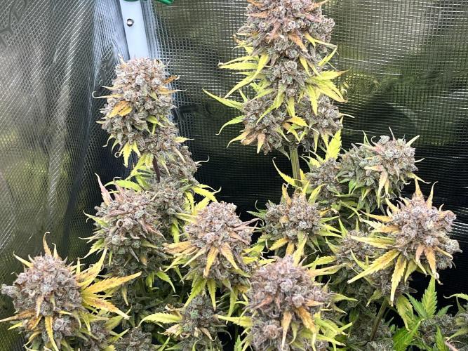 FrostBangers & Gorilla’s Cookies. Week 13