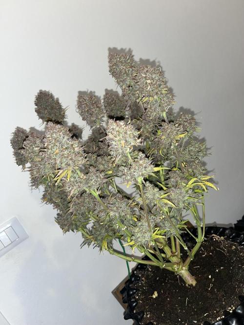 FrostBangers & Gorilla’s Cookies. Week 14