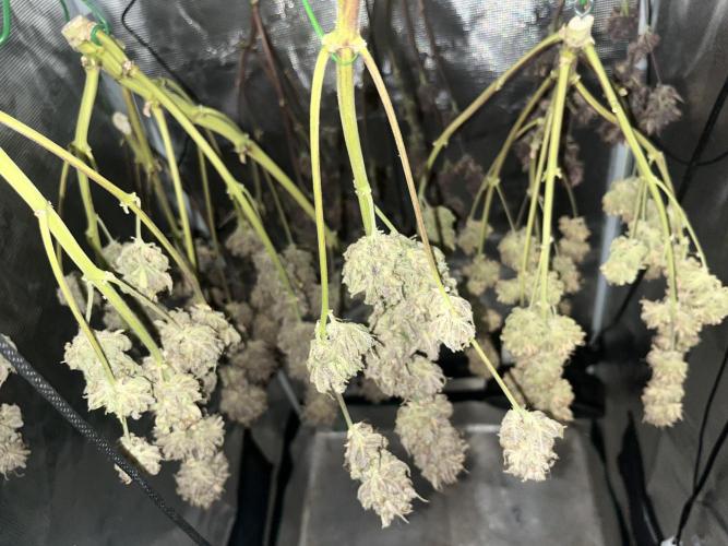 FrostBangers & Gorilla’s Cookies. Week 14