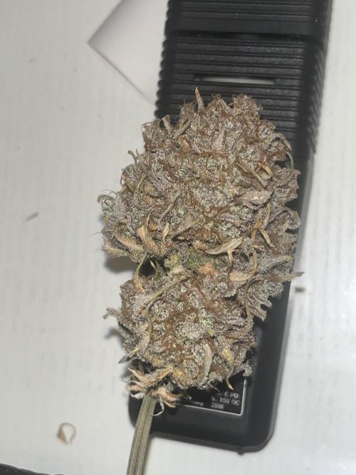 FrostBangers & Gorilla’s Cookies. Week 14