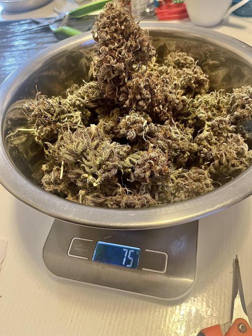 FrostBangers & Gorilla’s Cookies. Week 14 - 12L pot