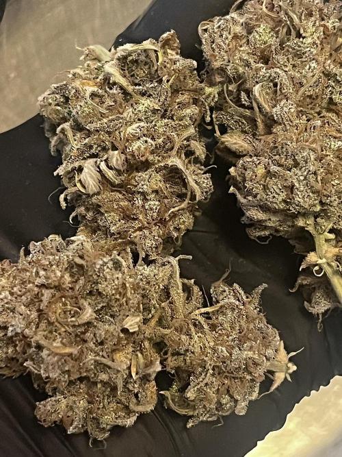 FrostBangers & Gorilla’s Cookies. Week 14
