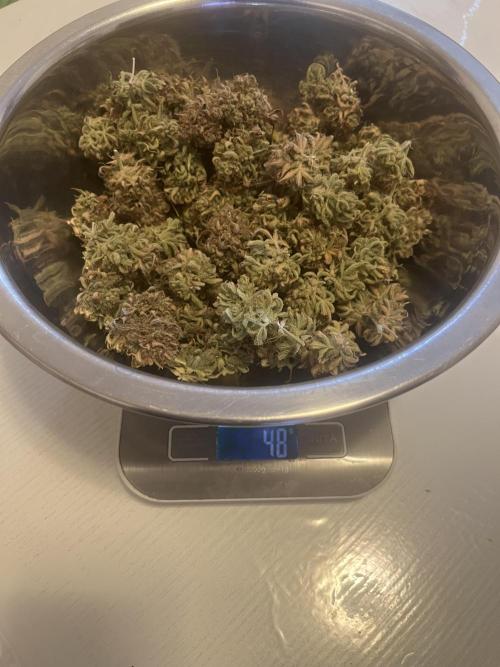 FrostBangers & Gorilla’s Cookies. Week 14 - 7L pot