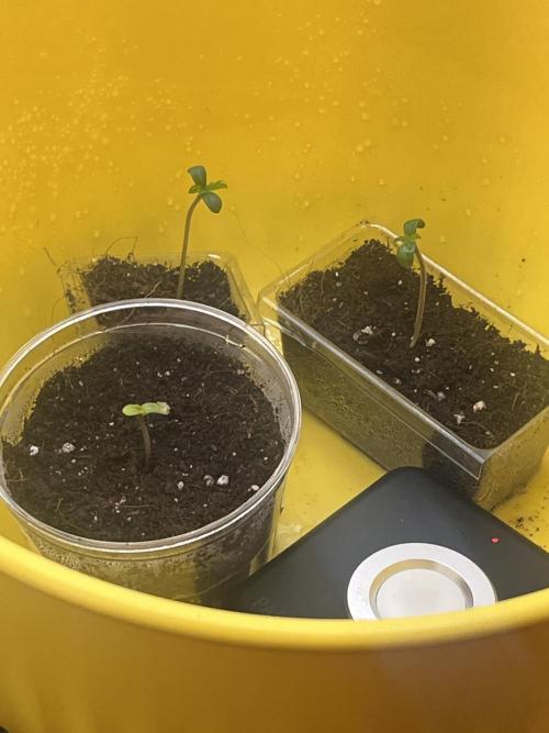 Gorilla Cookies auto - FastBuds. Week 0