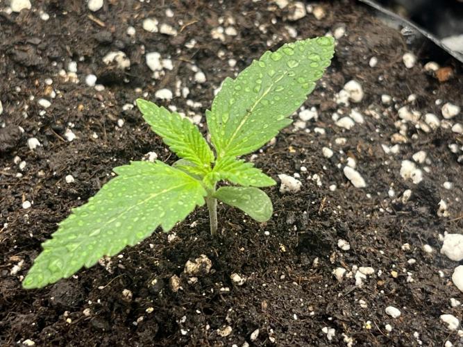 Gorilla Cookies auto - FastBuds. Week 1