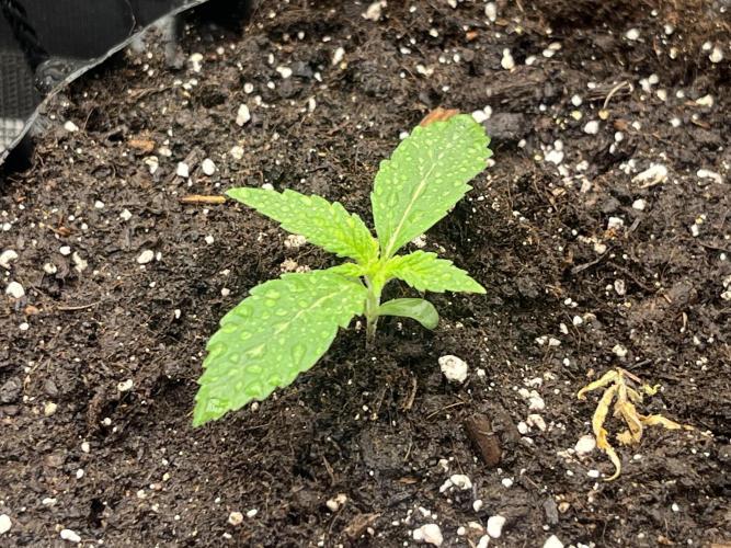 Gorilla Cookies auto - FastBuds. Week 1