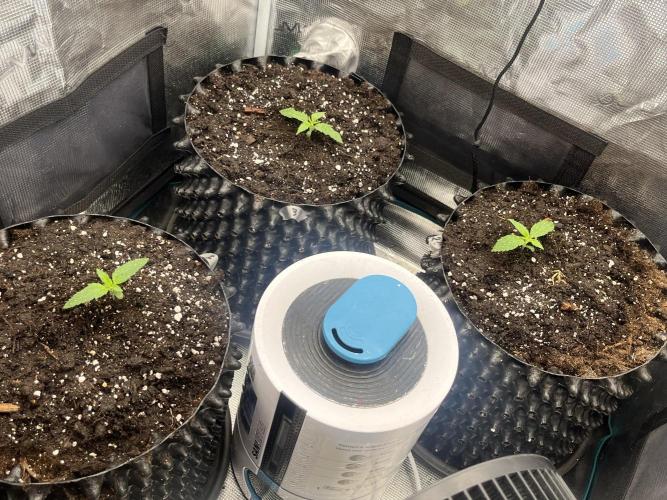 Gorilla Cookies auto - FastBuds. Week 1