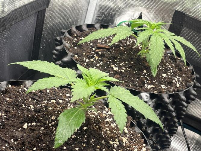 Gorilla Cookies auto - FastBuds. Week 2