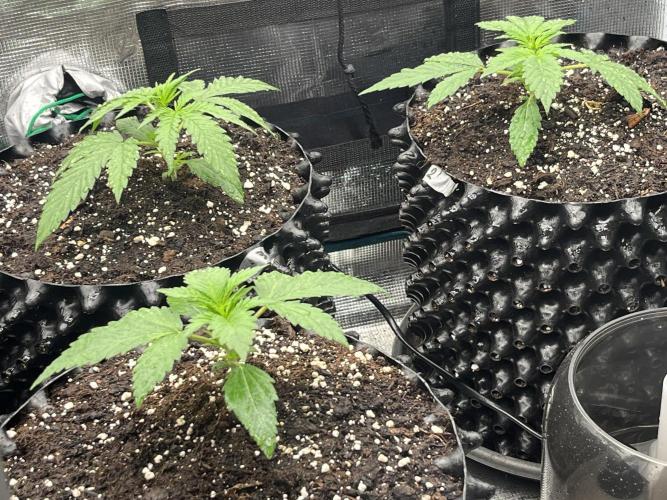 Gorilla Cookies auto - FastBuds. Week 2