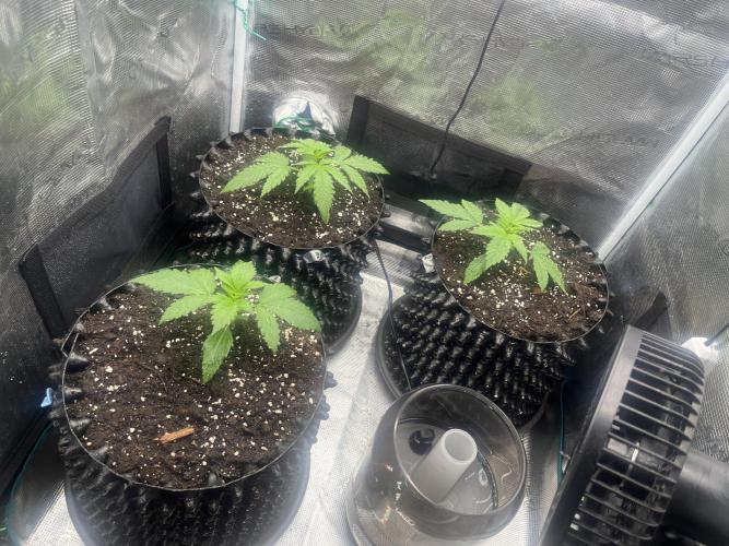 Gorilla Cookies auto - FastBuds. Week 2