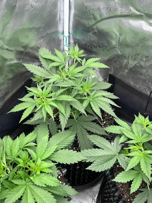 Gorilla Cookies auto - FastBuds. Week 3