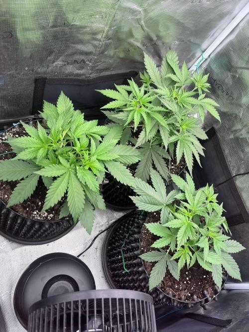 Gorilla Cookies auto - FastBuds. Week 3