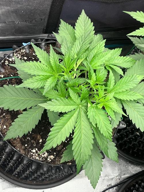 Gorilla Cookies auto - FastBuds. Week 3