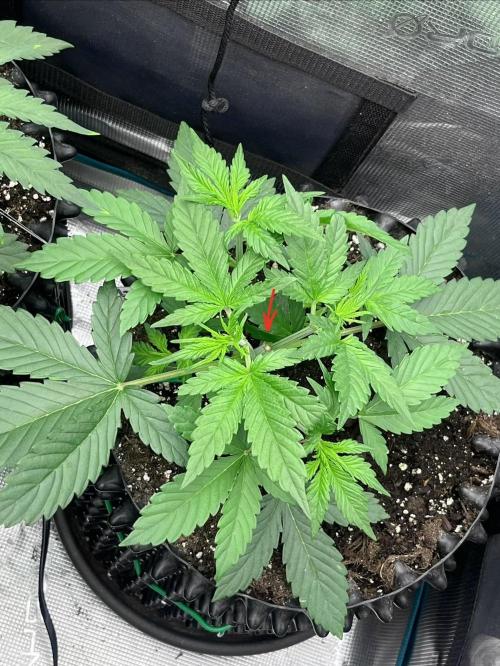 Gorilla Cookies auto - FastBuds. Week 3