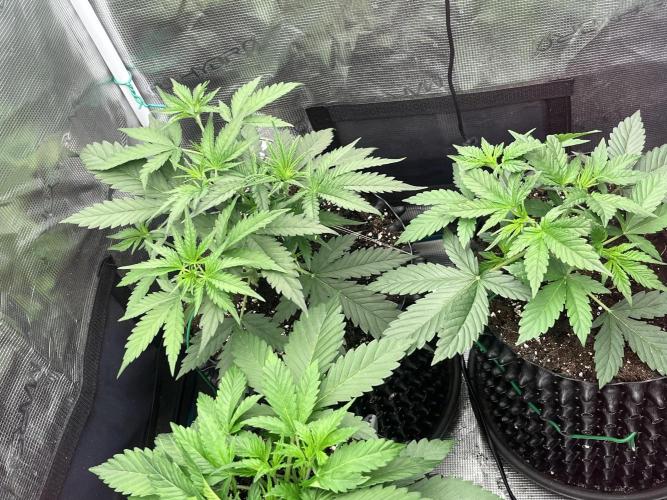 Gorilla Cookies auto - FastBuds. Week 3