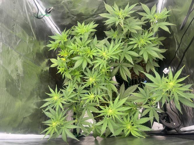 Gorilla Cookies auto - FastBuds. Week 4