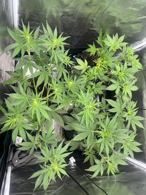 Gorilla Cookies auto - FastBuds. Week 4