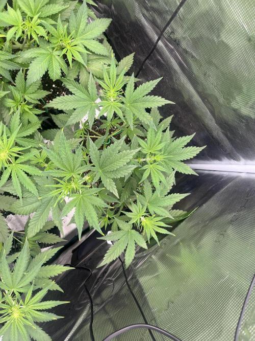 Gorilla Cookies auto - FastBuds. Week 4