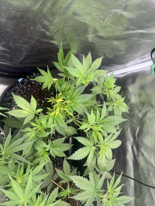 Gorilla Cookies auto - FastBuds. Week 4
