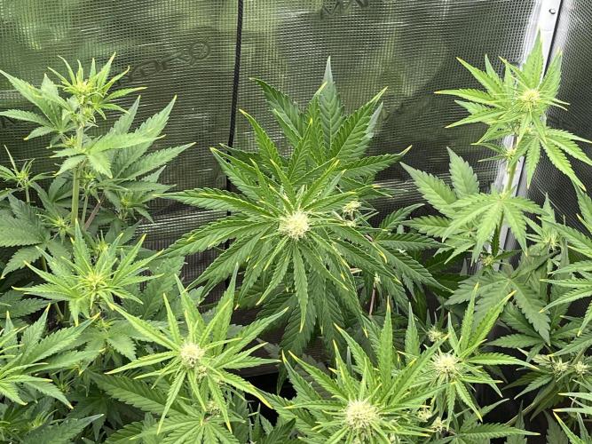 Gorilla Cookies auto - FastBuds. Week 5