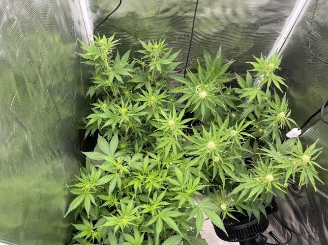 Gorilla Cookies auto - FastBuds. Week 5