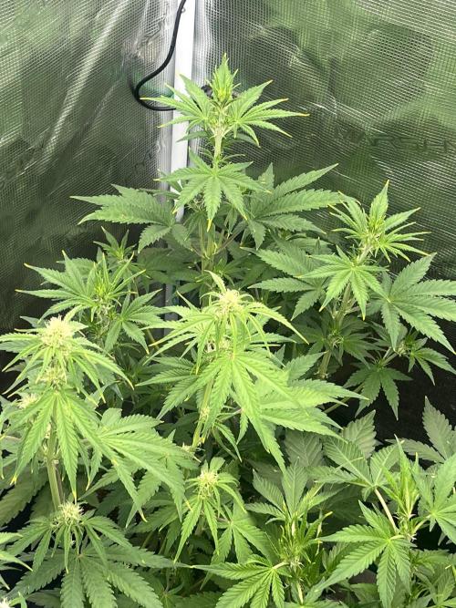 Gorilla Cookies auto - FastBuds. Week 5