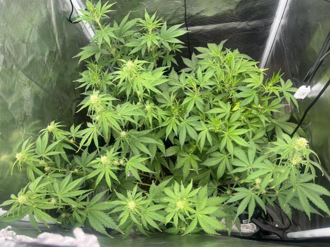 Gorilla Cookies Auto. Week 5