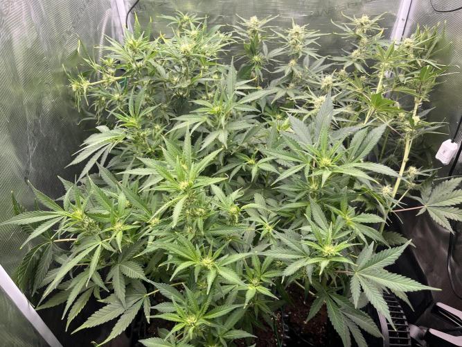 Gorilla Cookies auto - FastBuds. Week 6