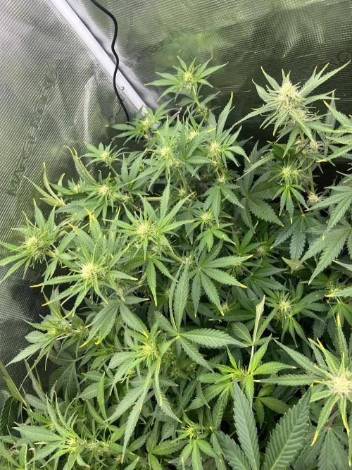 Gorilla Cookies auto - FastBuds. Week 6