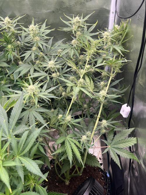 Gorilla Cookies auto - FastBuds. Week 6