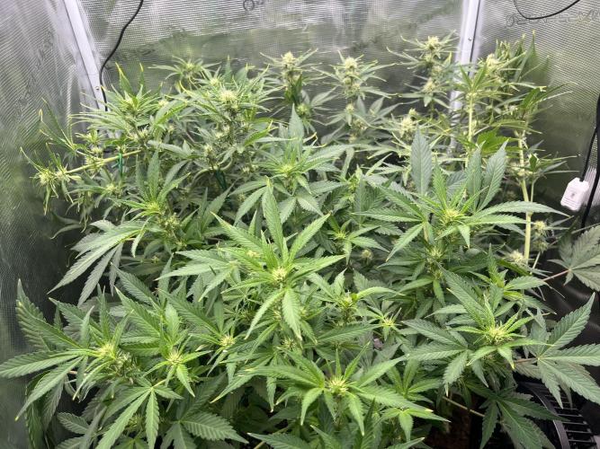 Gorilla Cookies auto - FastBuds. Week 6