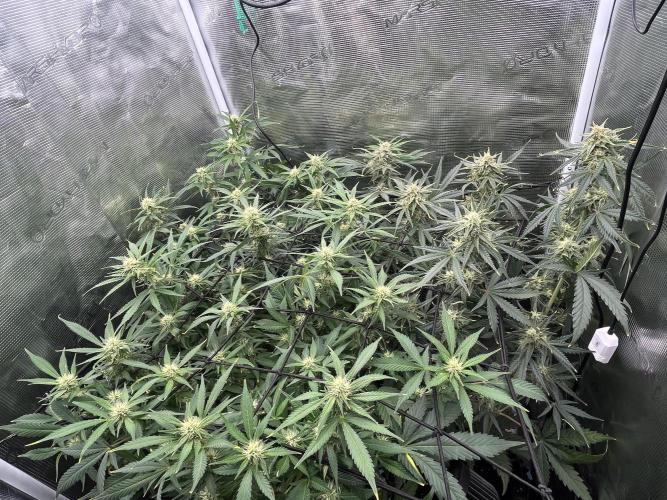Gorilla Cookies auto - FastBuds. Week 7
