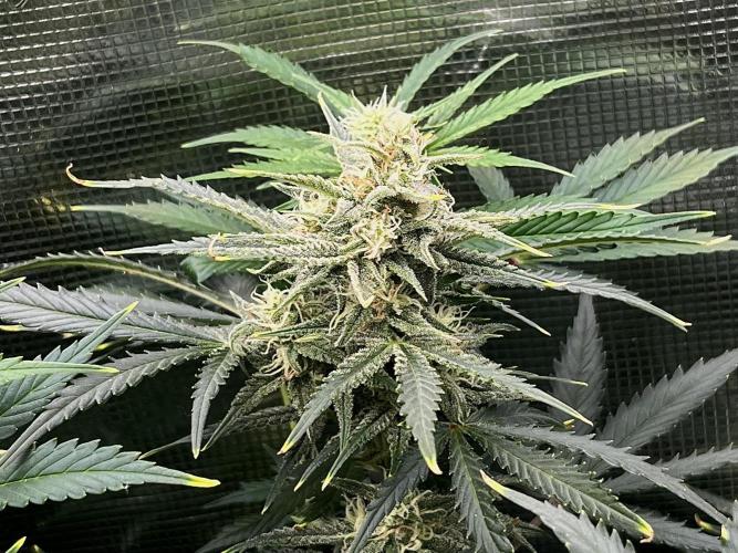 Gorilla Cookies auto - FastBuds. Week 7