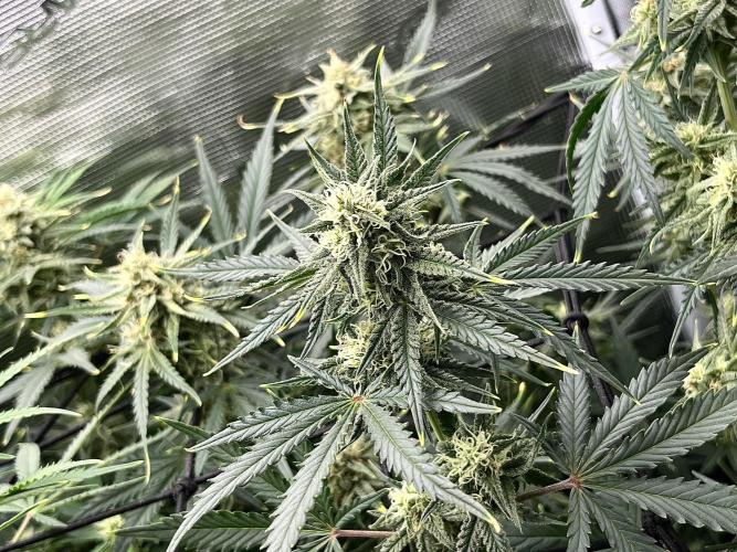 Gorilla Cookies auto - FastBuds. Week 7