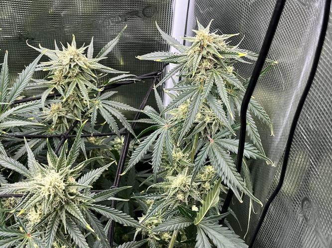 Gorilla Cookies auto - FastBuds. Week 7
