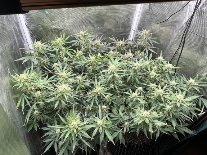 Gorilla Cookies auto - FastBuds. Week 8