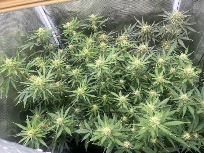 Gorilla Cookies auto - FastBuds. Week 8