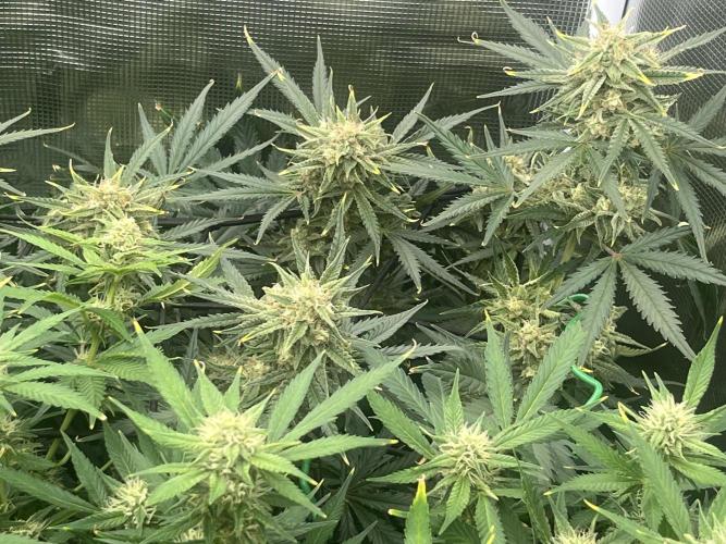 Gorilla Cookies auto - FastBuds. Week 8