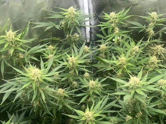 Gorilla Cookies auto - FastBuds. Week 8