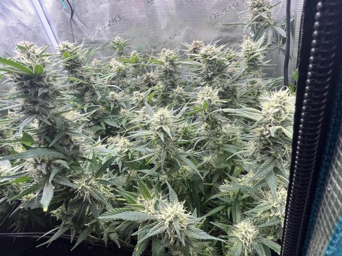 Gorilla Cookies auto - FastBuds. Week 9