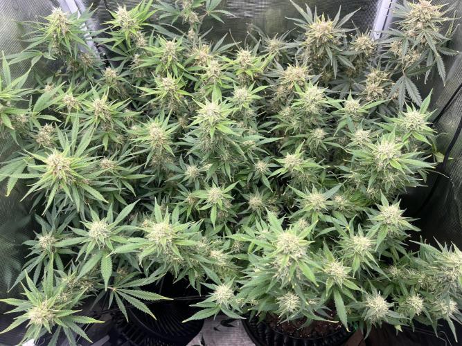 Gorilla Cookies auto - FastBuds. Week 9