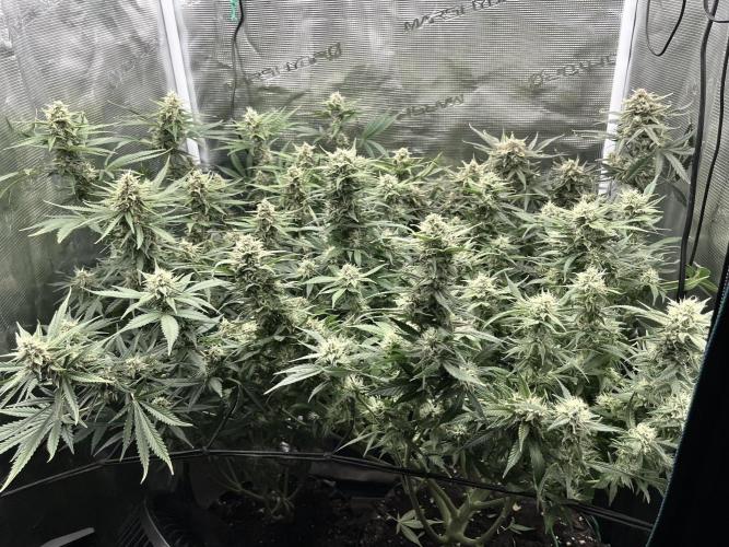 Gorilla Cookies auto - FastBuds. Week 9