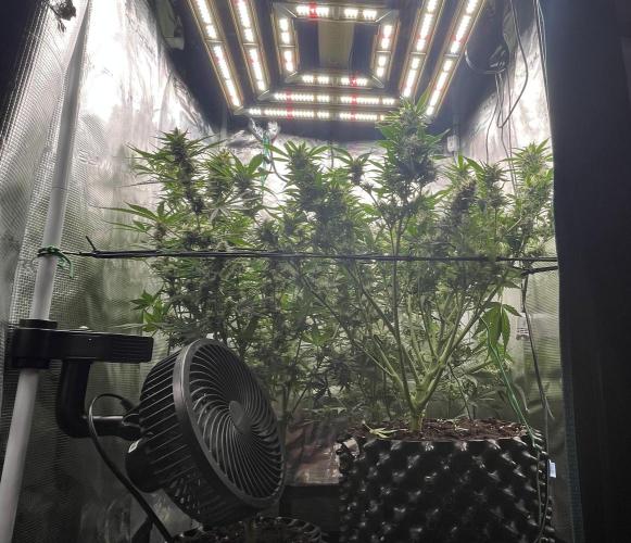 Gorilla Cookies auto - FastBuds. Week 9