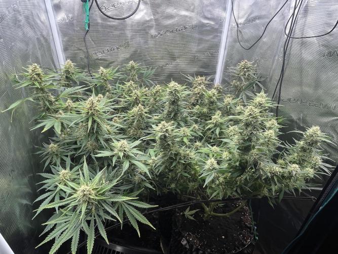 Gorilla Cookies auto - FastBuds. Week 9