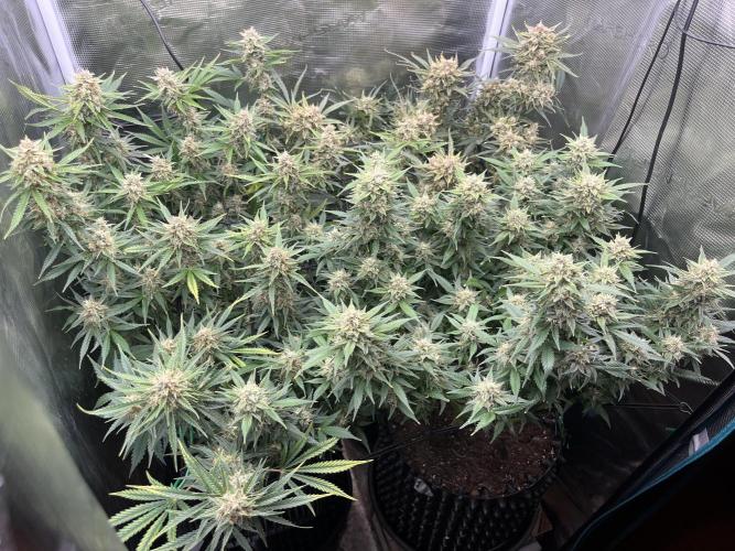 Gorilla Cookies auto - FastBuds. Week 10