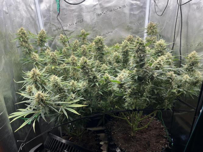 Gorilla Cookies auto - FastBuds. Week 10