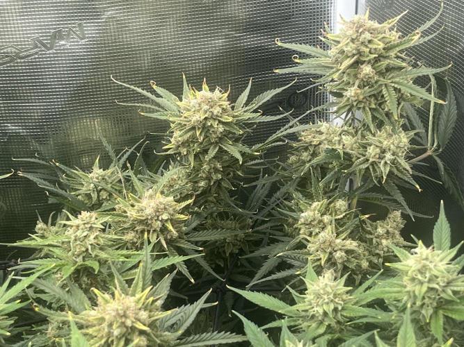 Gorilla Cookies auto - FastBuds. Week 10