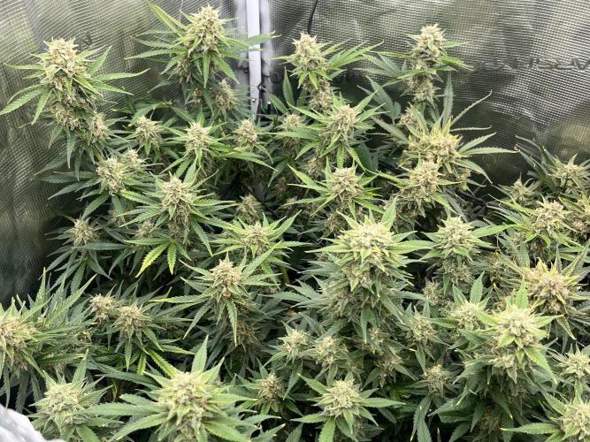 Gorilla Cookies auto - FastBuds. Week 10