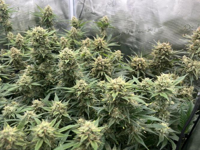 Gorilla Cookies auto - FastBuds. Week 10