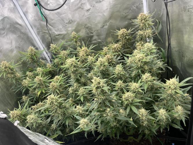 Gorilla Cookies auto - FastBuds. Week 10